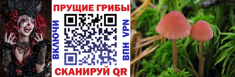 Псилоцибиновые грибы мицелий  Артём 
